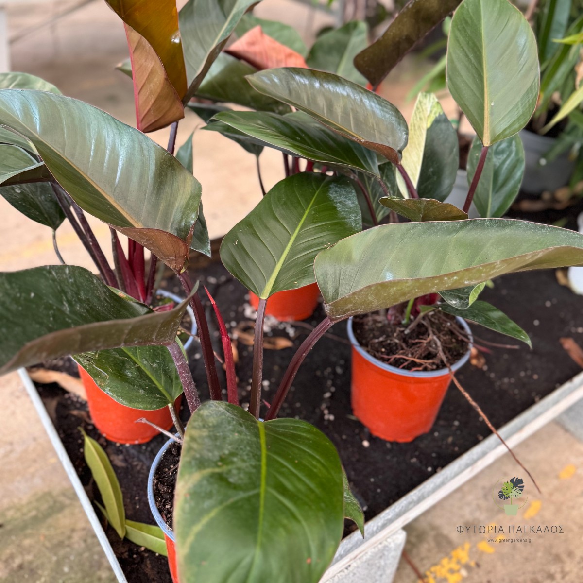 Φυλλόδενδρο (Philodendron Congo Red) - 2